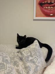 Found/Stray Male Cat last seen Belltown, Seattle, WA 98124