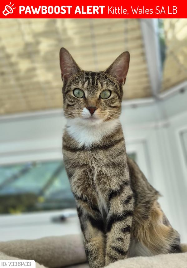 Lost Female Cat last seen Kittle hill lane, Kittle, Wales SA3 3LB