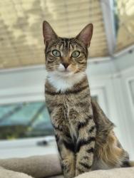 Lost Female Cat last seen Kittle hill lane, Kittle, Wales SA3 3LB