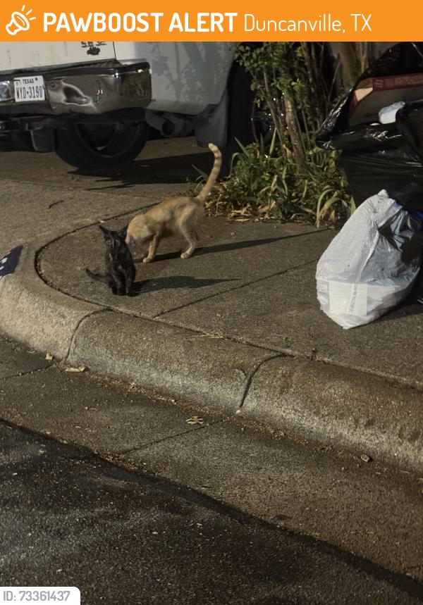 Found/Stray Female Cat last seen near the lake side park, Duncanville, TX 75116