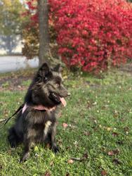 Reunited Female Dog last seen Grantley street york pa 17401, York, PA 17401
