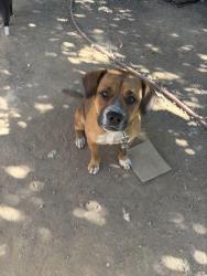 Lost Female Dog last seen Kost Rd, Galt, CA 95632