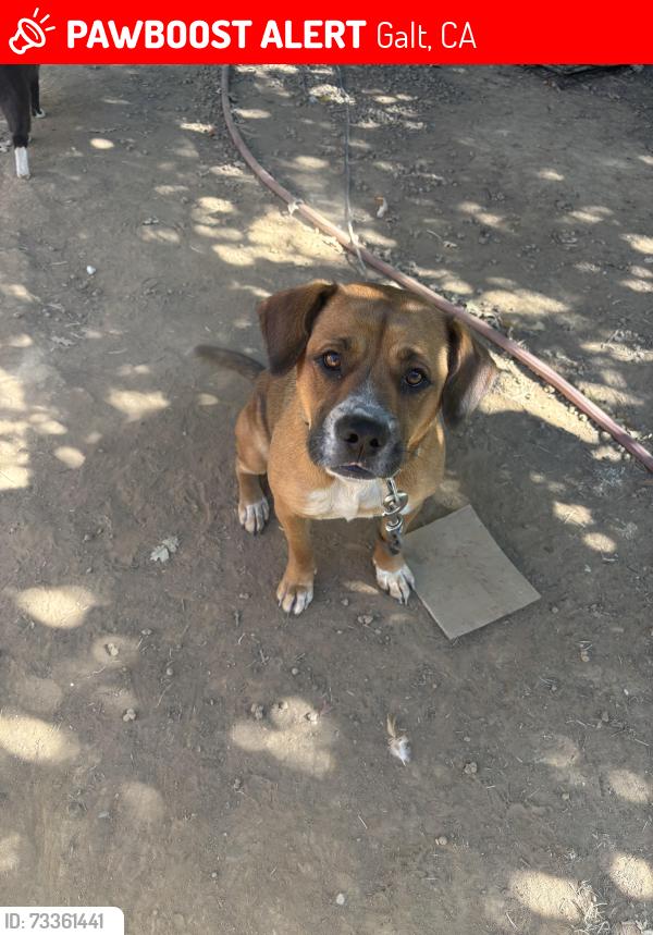 Lost Female Dog last seen Kost Rd, Galt, CA 95632