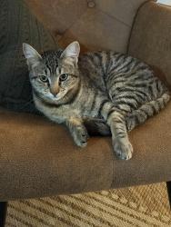 Lost Female Cat last seen Arroyo Seco , Campbell, Campbell, CA 95150