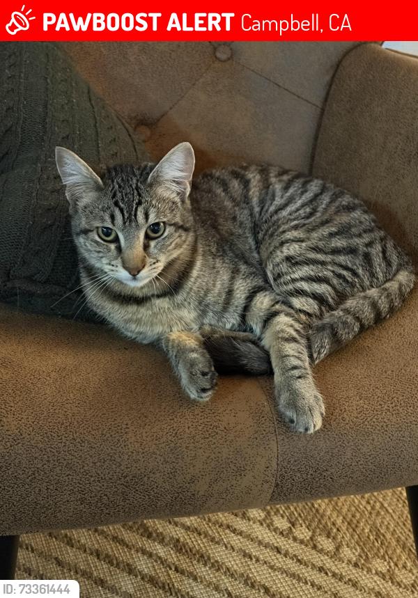 Lost Female Cat last seen Arroyo Seco , Campbell, Campbell, CA 95150
