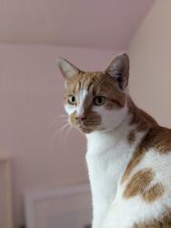 Lost Male Cat last seen At home, West Yorkshire, England 