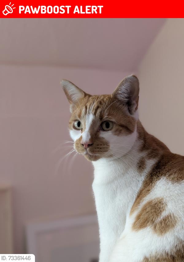 Lost Male Cat last seen At home, West Yorkshire, England 