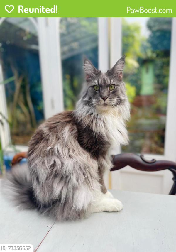 Reunited Male Cat last seen Battersea arts centre, Greater London, England SW11 5JY
