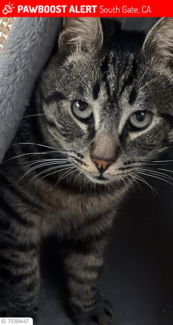 Lost Male Cat last seen Near Madison ave South Gate, South Gate, CA 90280