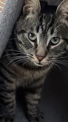 Lost Male Cat last seen Near Madison ave South Gate, South Gate, CA 90280