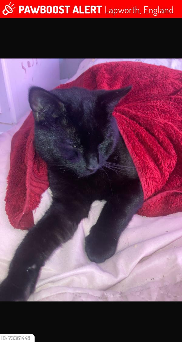 Lost Male Cat last seen Kingswood GREEN lapworth, Lapworth, England 