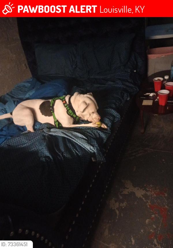 Lost Male Dog last seen Moe's market, Louisville, KY 40211