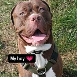 Reunited Male Dog last seen HD21AR, West Yorkshire, England HD2 1AR