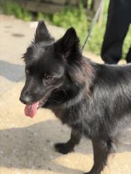 Reunited Female Dog last seen Near Grantley st York pa, York, PA 17401