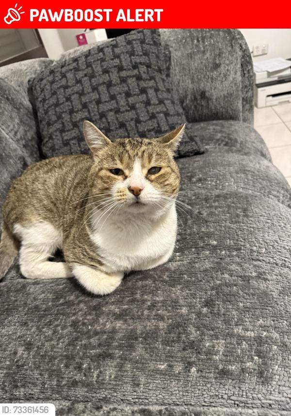 Lost Male Cat last seen Mitchell crescent, Meadow Heights, VIC 3048