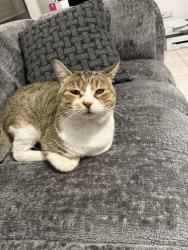 Lost Male Cat last seen Mitchell crescent, Meadow Heights, VIC 3048