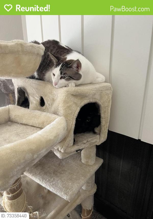 Reunited Male Cat last seen Skyline cafe, Reno, NV 89509