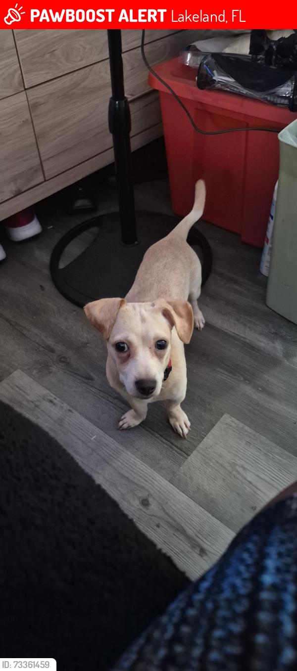 Lost Male Dog last seen Cornelia and central ave, Lakeland, FL 33815