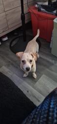 Lost Male Dog last seen Cornelia and central ave, Lakeland, FL 33815