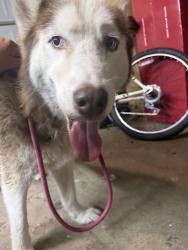 Reunited Male Dog last seen Street, Plano, TX 75023