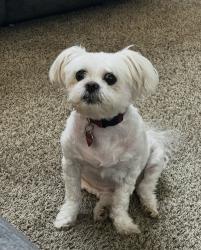 Lost Male Dog last seen Clear near southland subdivision, DeKalb County, GA 30087