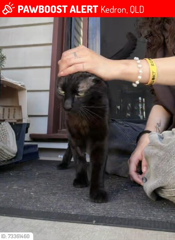 Lost Male Cat last seen Hungry Jacks, KFC, Cremorne Road, Gail street,, Kedron, QLD 4031