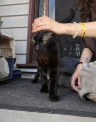 Lost Male Cat last seen Hungry Jacks, KFC, Cremorne Road, Gail street,, Kedron, QLD 4031