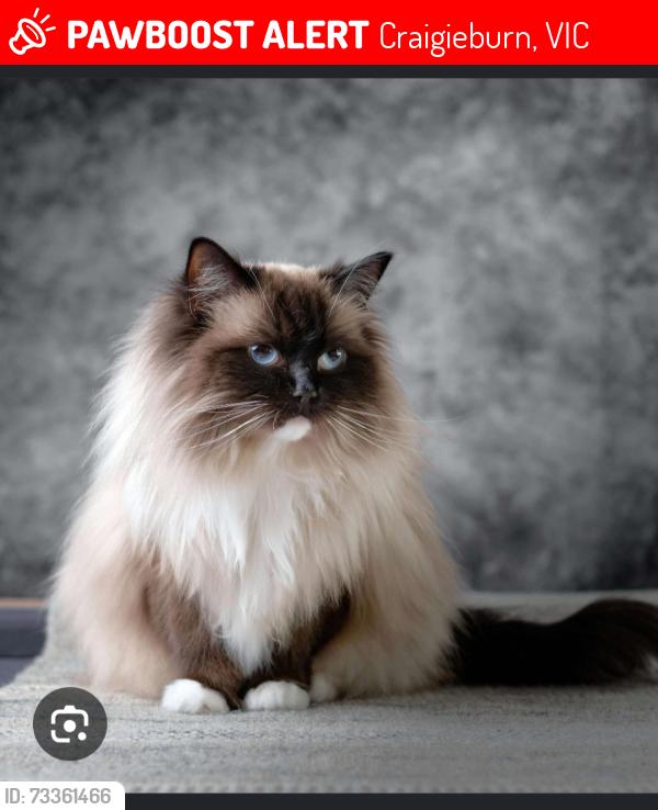 Lost Male Cat last seen Sedgefield Place craigieburn, Craigieburn, VIC 3064