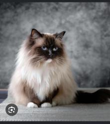 Lost Male Cat last seen Sedgefield Place craigieburn, Craigieburn, VIC 3064