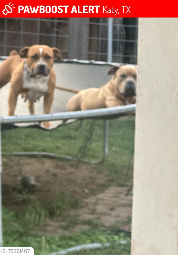 Lost Male Dog last seen Near manor court dr, Katy, TX 77449