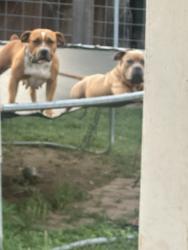 Lost Male Dog last seen Near manor court dr, Katy, TX 77449
