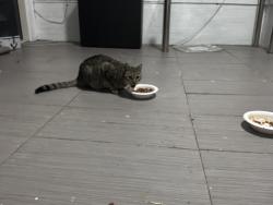 Found/Stray Unknown Cat last seen In my garage/ backyard, Birrong, NSW 2143