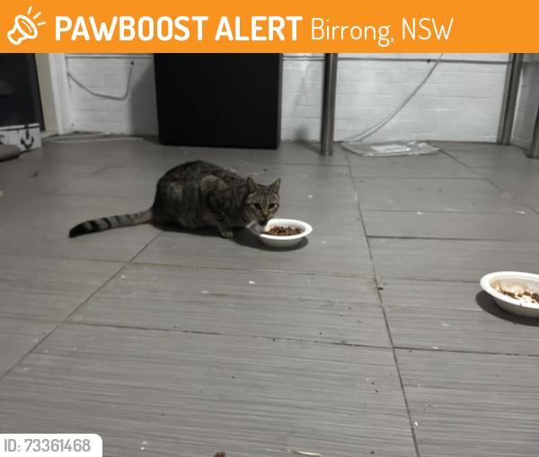 Found/Stray Unknown Cat last seen In my garage/ backyard, Birrong, NSW 2143