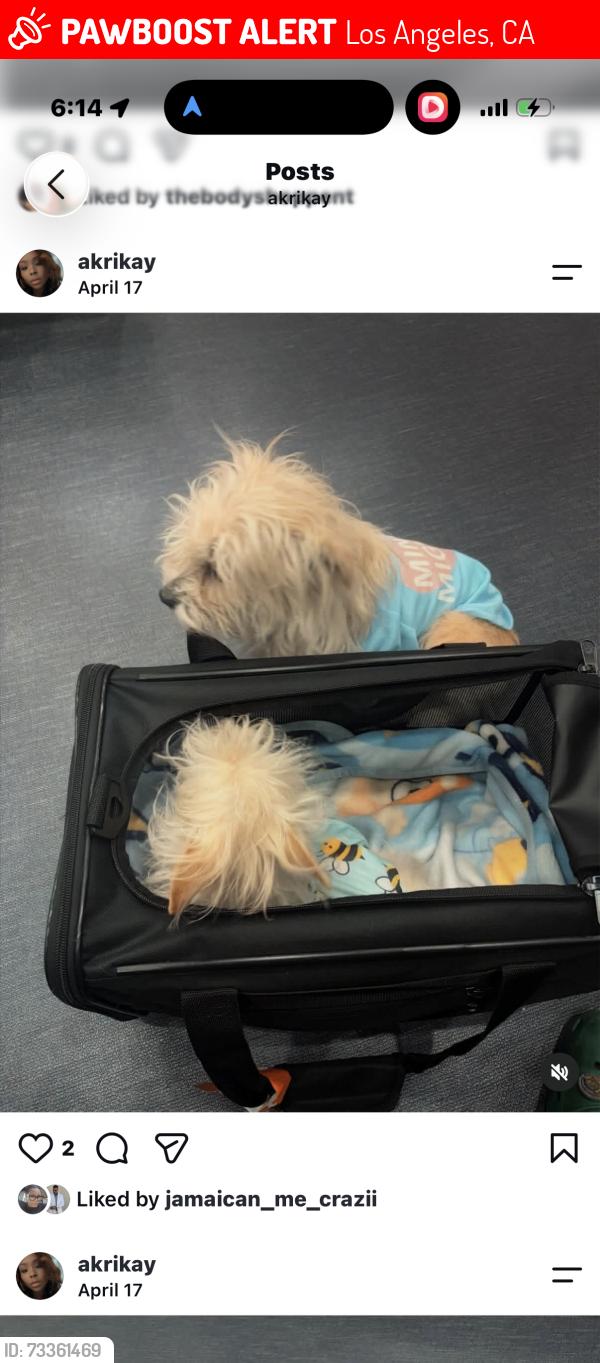 Lost Female Dog last seen Normandy and 117th, Los Angeles, CA 90047