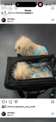 Lost Female Dog last seen Normandy and 117th, Los Angeles, CA 90047