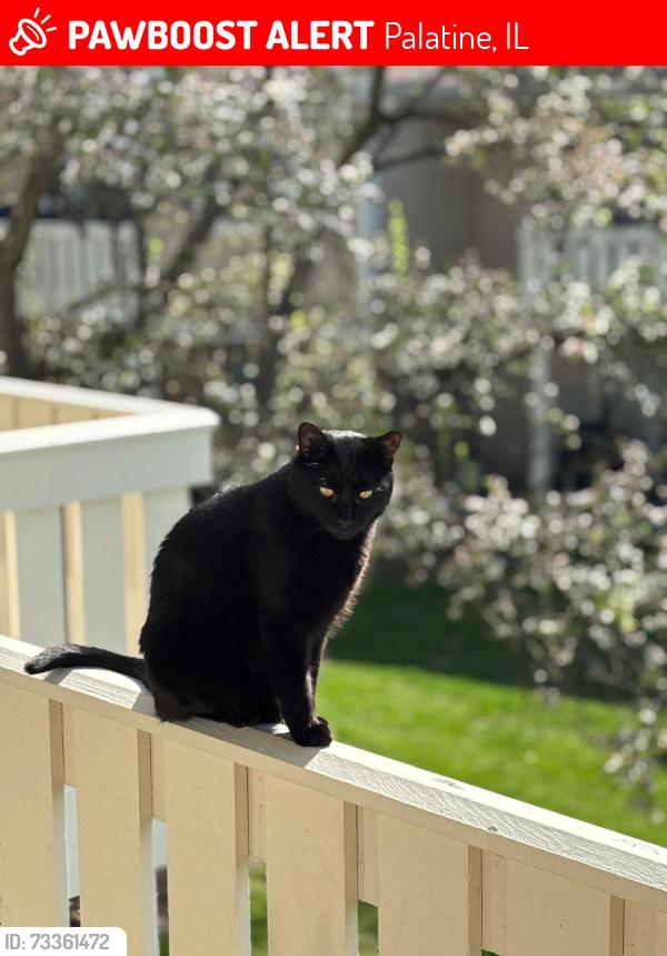 Lost Male Cat last seen Kennedy drive and Dundee Road, Palatine, IL 60074