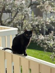 Lost Male Cat last seen Kennedy drive and Dundee Road, Palatine, IL 60074