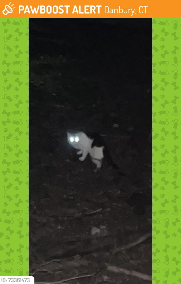 Found/Stray Unknown Cat last seen Padanaram rd -back of north ridge cndmniums, Danbury, CT 06811