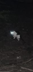 Found/Stray Unknown Cat last seen Padanaram rd -back of north ridge cndmniums, Danbury, CT 06811