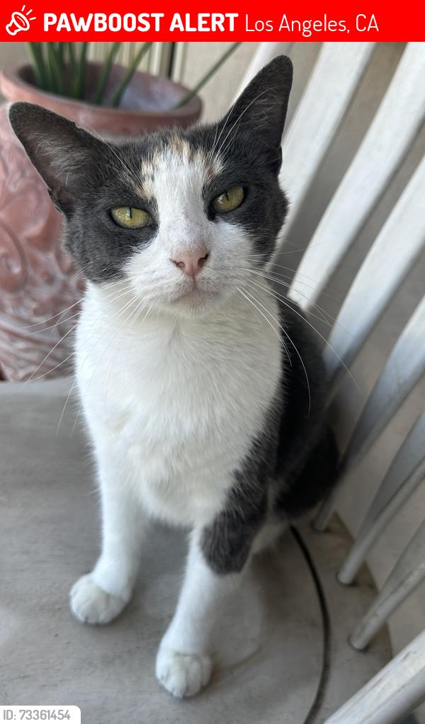 Lost Female Cat last seen Hoover & 120th ST, Los Angeles, CA 90044