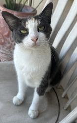 Lost Female Cat last seen Hoover & 120th ST, Los Angeles, CA 90044