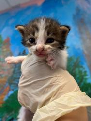 Shelter Stray Female Cat last seen Bexar County, 3353 Morningside Dr, New Braunfels, TX 78132, USA
