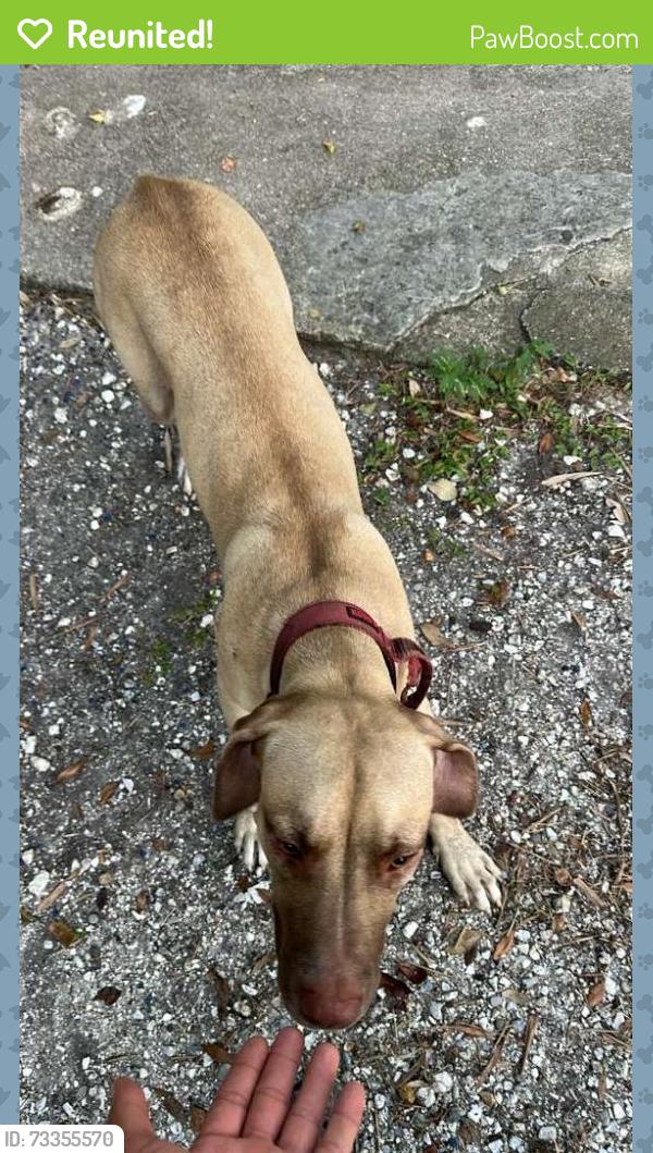 Reunited Female Dog last seen N Brocksmith Rd and Okeechobee Rd, St. Lucie County, FL 34945