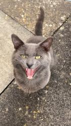 Lost Male Cat last seen greyfriars road abbey hulton, Abbey Hulton, England 