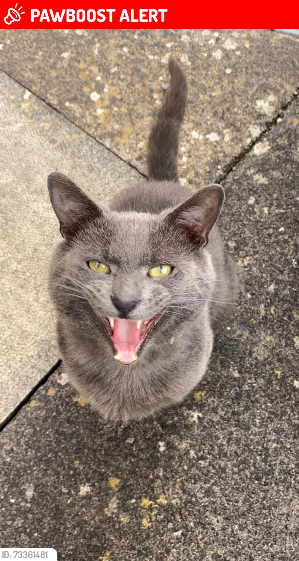 Lost Male Cat last seen greyfriars road abbey hulton, Abbey Hulton, England 