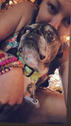 Reunited Female Dog last seen Got out of the yard, St. Petersburg, FL 33709