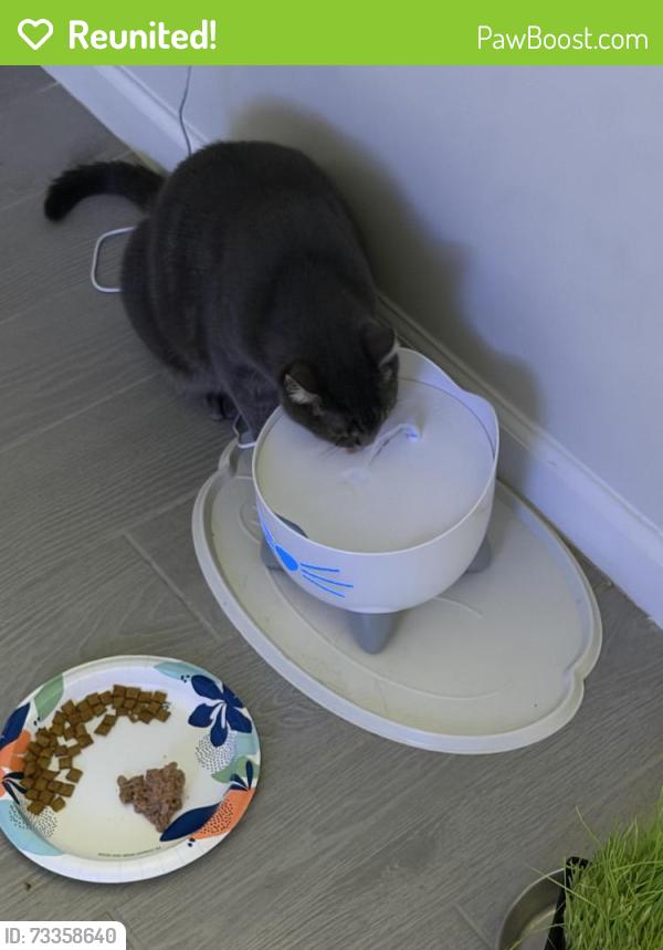 Reunited Female Cat last seen Osprey Preserve, Jensen beach, Stuart, FL 34957