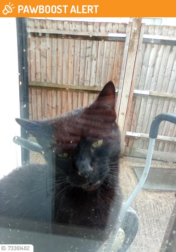 Found/Stray Male Cat last seen Tesco express Selhurst, Greater London, England 