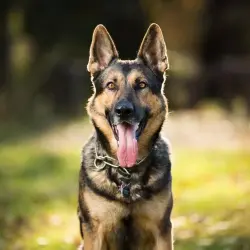 Lost Male Dog last seen Near pier, Seattle, WA 98113