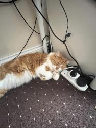 Lost Male Cat last seen Albert Road, Victoria Road, Greater London, England N22 7RU